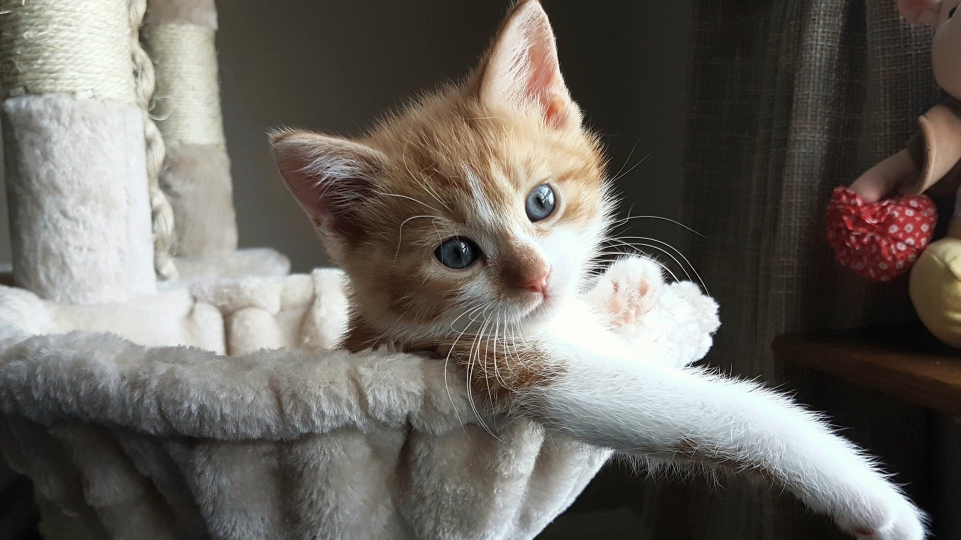 伊朗男足在巴黎奥运会比赛中以3-0击败几内亚，伊朗男子足球队